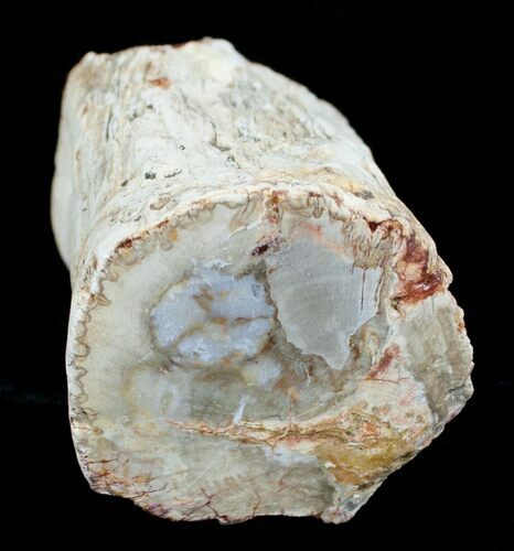 Petrified Wood Limb Slice - Madagascar #4348